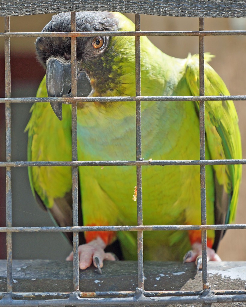 jail bird